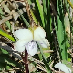 Viola cunninghamii