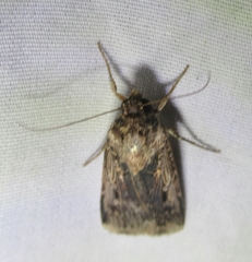 Feltia subterranea