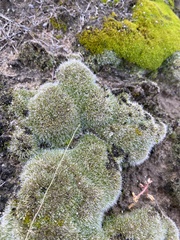 Grimmiaceae