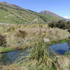 Austroderia richardii