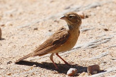 Emberiza impetuani
