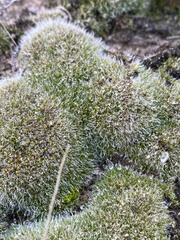 Grimmiaceae