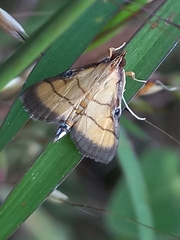 Cnaphalocrocis medinalis