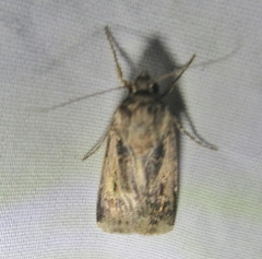 Feltia subterranea
