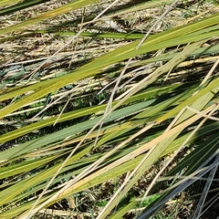 Austroderia richardii