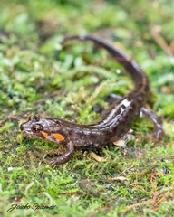 Desmognathus imitator