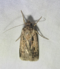 Feltia subterranea