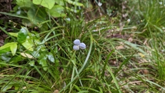 Libertia