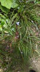 Libertia