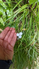 Libertia