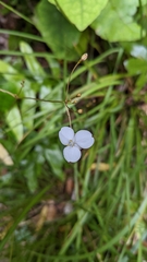 Libertia