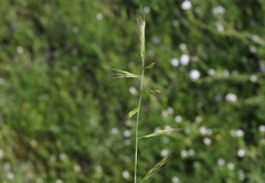Festuca microstachys
