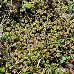 Hydrocotyle sulcata