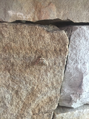 Petrophila canadensis