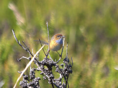 Stipiturus malachurus