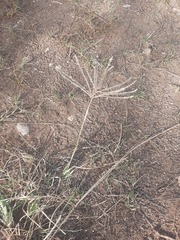 Chloris verticillata