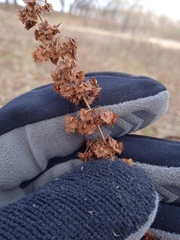 Rumex stenophyllus