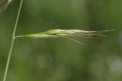 Festuca microstachys