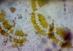 Licmophora flabellata