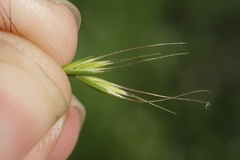 Festuca microstachys