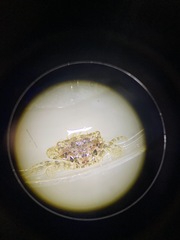 Thalamitinae