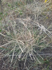 Chloris verticillata