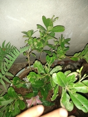 Talinum fruticosum