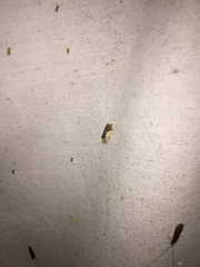 Henricus edwardsiana