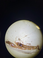 Alpheidae