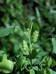 Acalypha ostryifolia