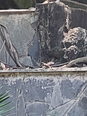Rhipidura javanica