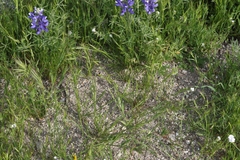 Festuca microstachys