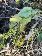 Geum macrophyllum