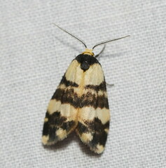 Thallarcha chrysochares