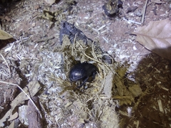 Geotrupes blackburnii