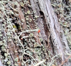 Cladonia bellidiflora