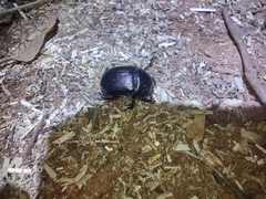 Geotrupes blackburnii