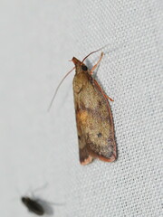 Enchocrates glaucopis