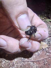 Geotrupes blackburnii