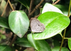 Megisba malaya sikkima