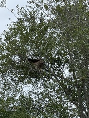 Buteo lineatus elegans