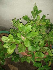 Talinum fruticosum