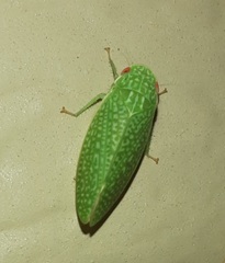 Rugosana