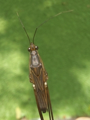 Limnometra
