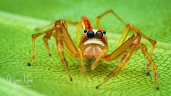 Viciria pavesii