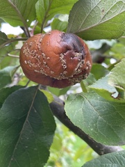 Monilinia fructigena