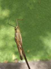 Limnometra