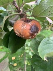 Monilinia fructigena