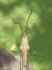 Limnometra
