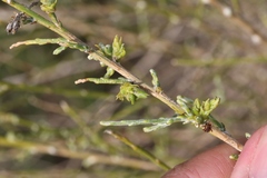 Eriophyes lepidosparti